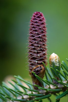 Abies koreana - jedle korejská - nedozrálá šiška a pupen